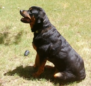 Ruckus considering a squirrel